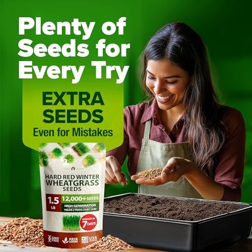 12,000+ Wheatgrass Seeds Bulk Pack – Heirloom Hard Red Winter for Juicing & Micr