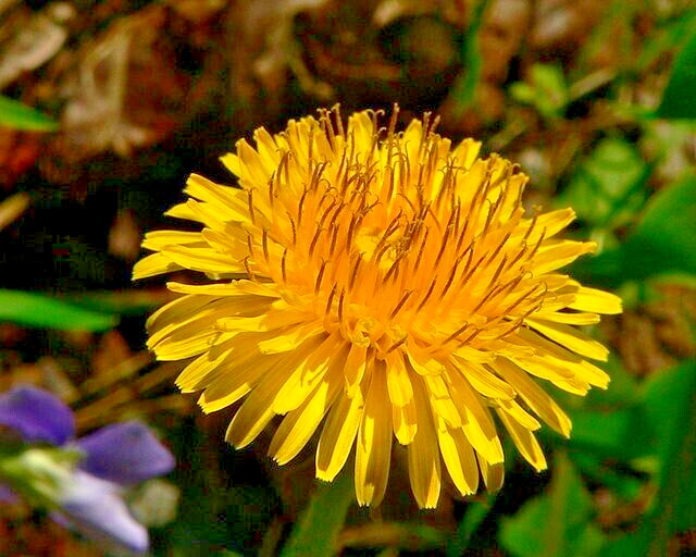 Dandelion 1000 seeds, herb, Taraxacum officinale, yellow daisy, EZ to grow.