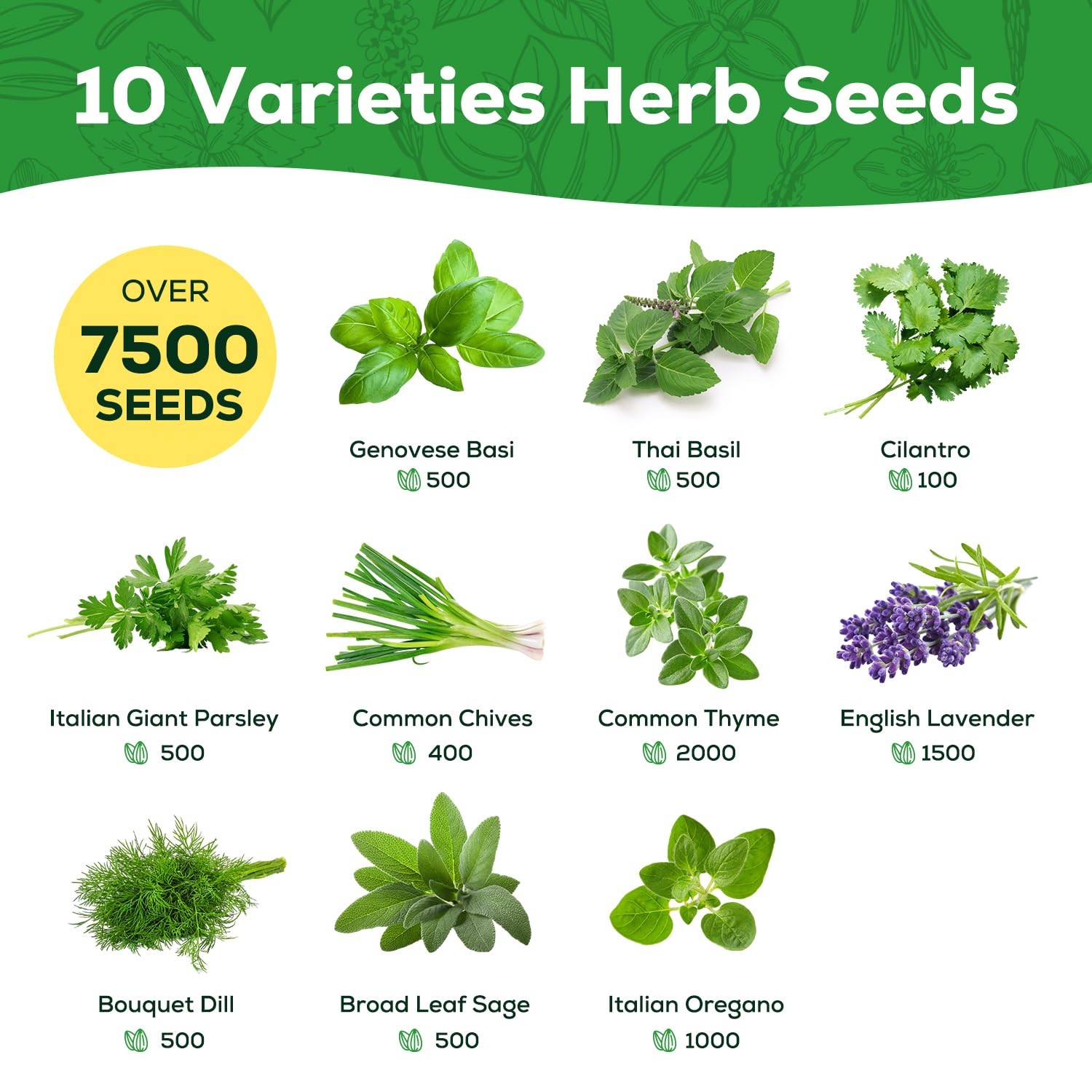 PLANTMEW 10 Herb Seeds Variety Pack 70 Heirloom Non GMO Seeds Basil Cilantro