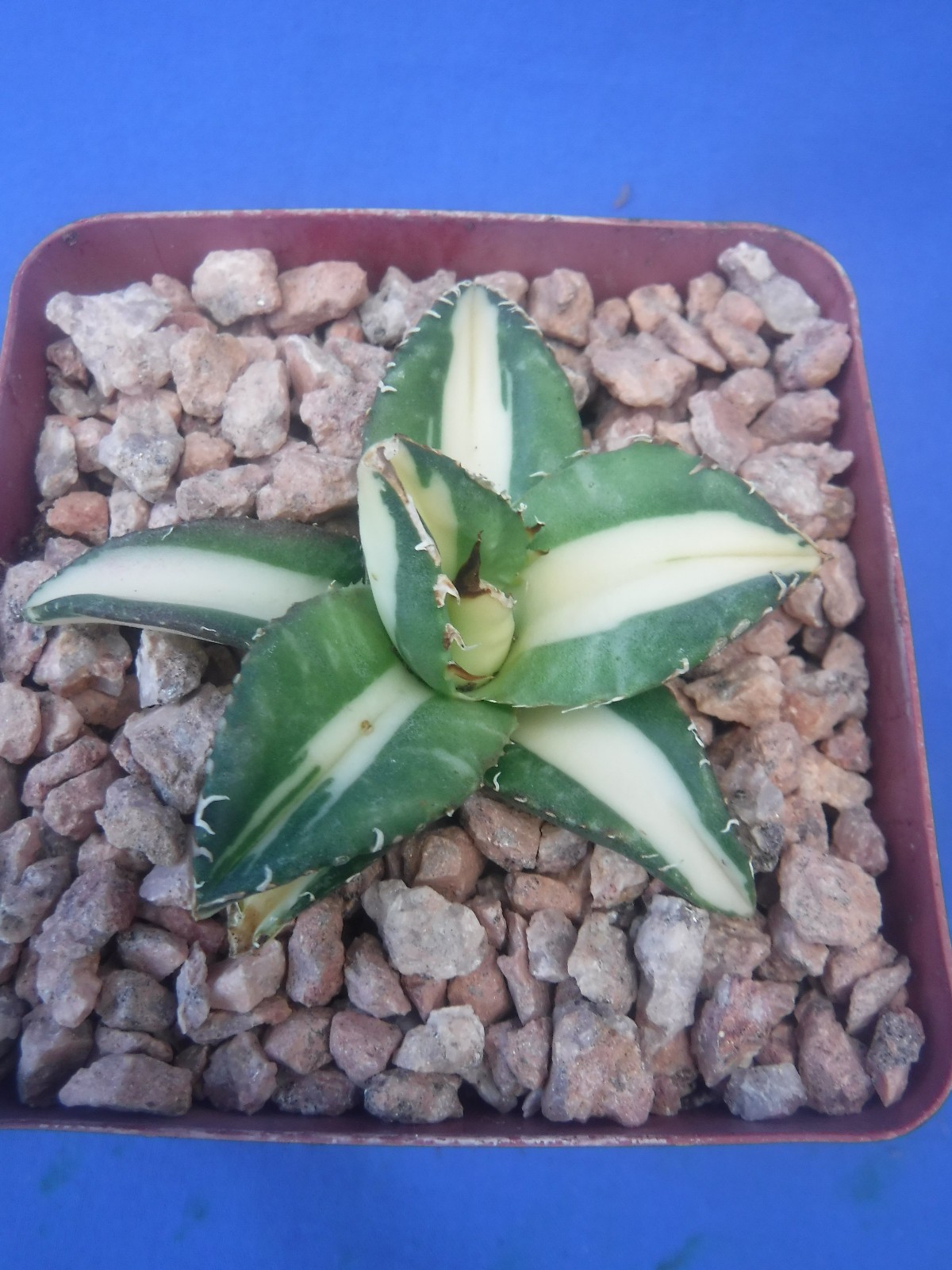 Agave titanota “Sabertooth Tiger” Cousin of “Snaggle Tooth” VARIEGATED 2″-3″ Wd