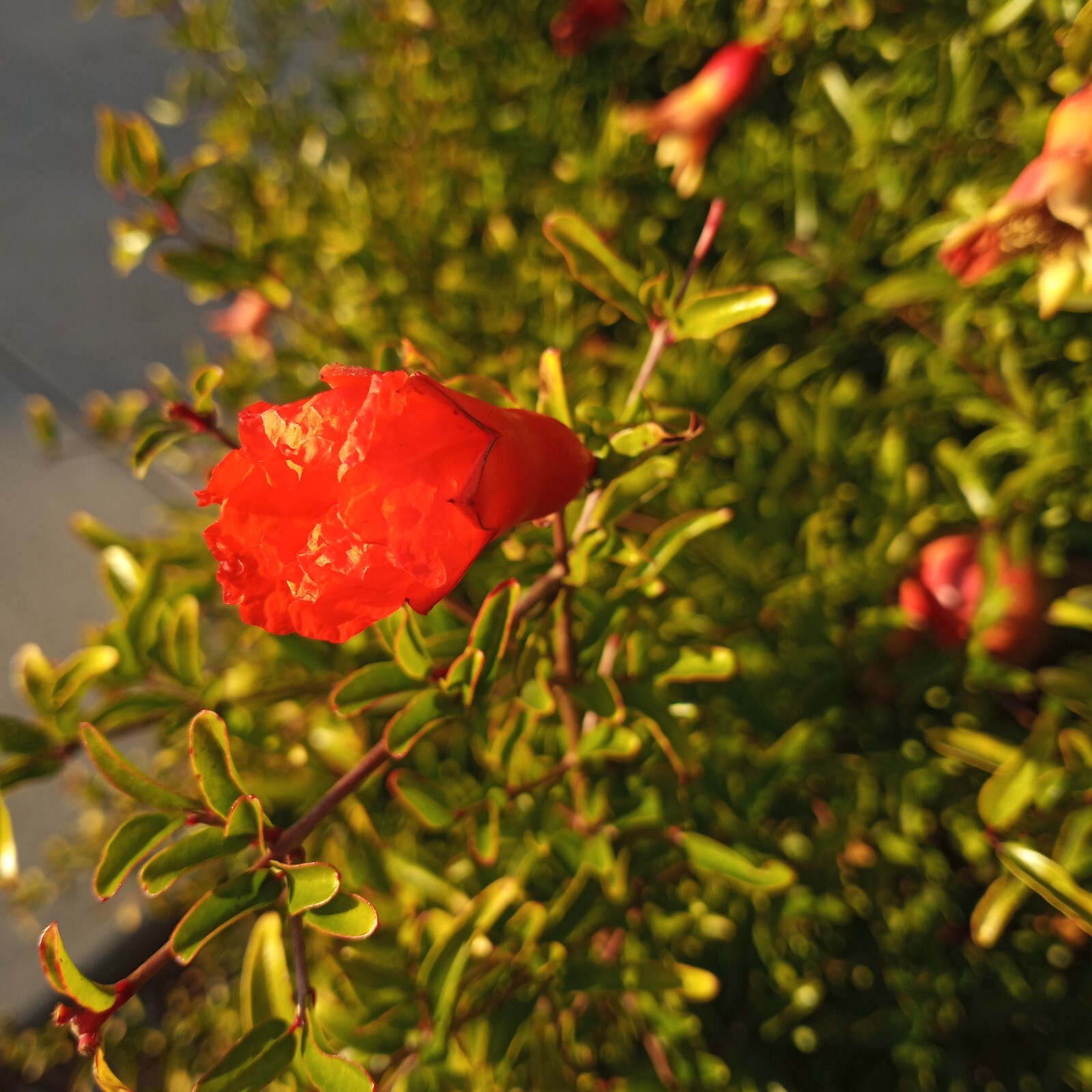 20 Bonsai Pomegranate Tree Seeds Punica granatum Nana
