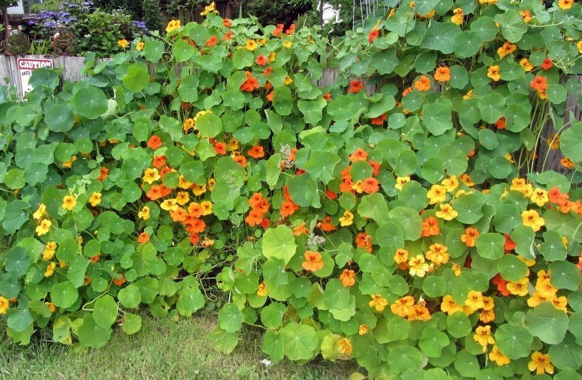 Nasturtiums Live Plants – 3-5” Tall – 2 Plant in 4″ Pot – Edible Flower Herb