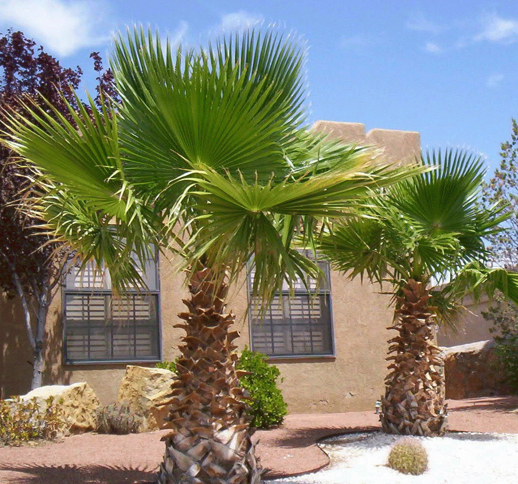 California Fan Palm 10 Seeds Washingtonia Filifera Free Shipping!