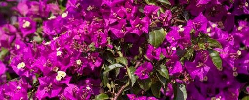 Well Rooted **VIOLET** Live Bougainvillea starter/plug plant*