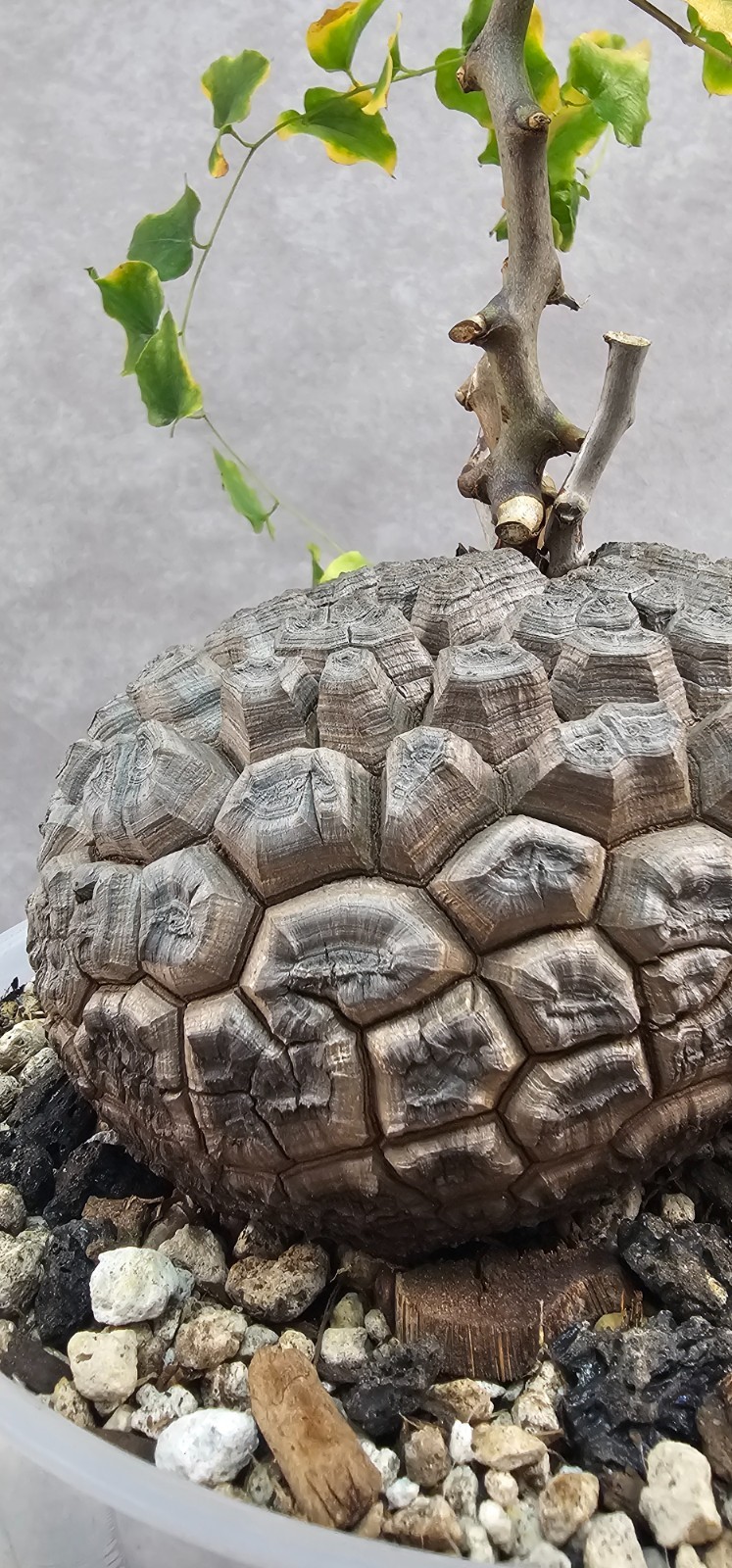 SUPER RARE!!! Dioscorea Elephantipes – Succulent – Not pachypodium, stephania