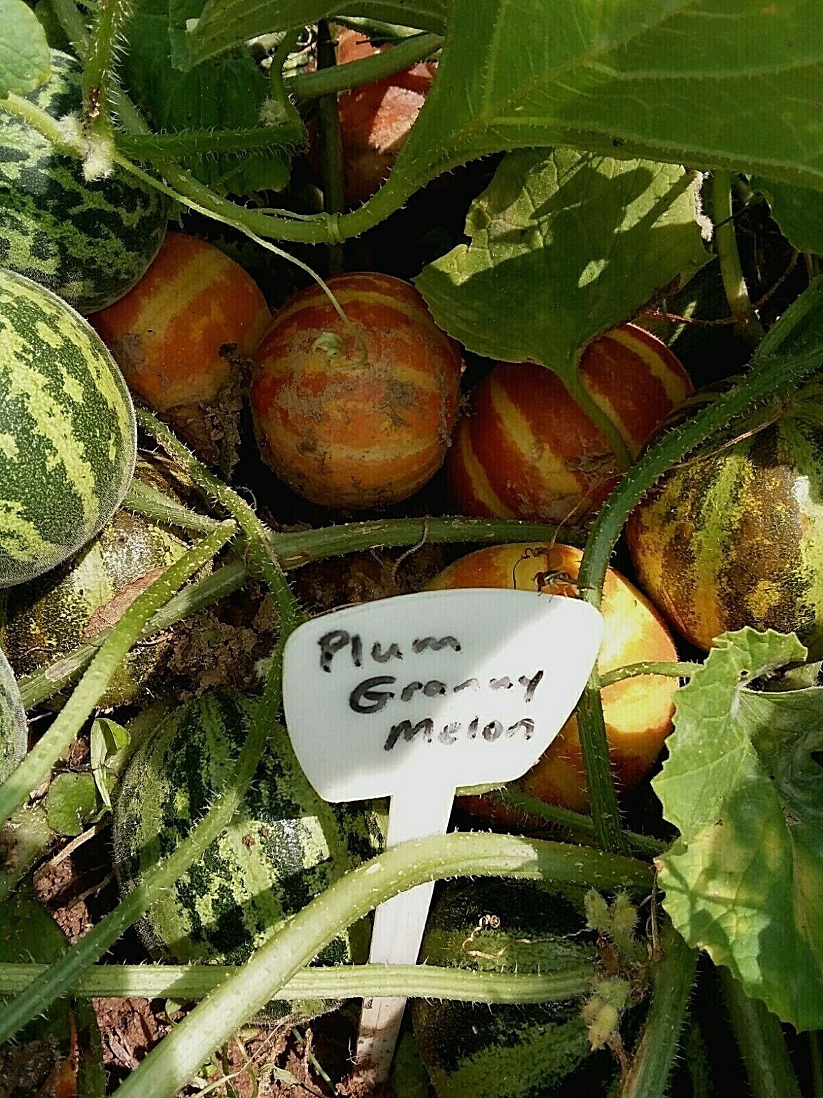 Plum Granny Melon Seeds – Mini Melon’s – 15 Seeds – Loads of fruit – Comb. S/H
