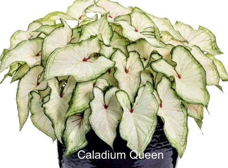 Caladium ‘White star’ Size #2 (2 Bulbs) (You get 2 bulbs)