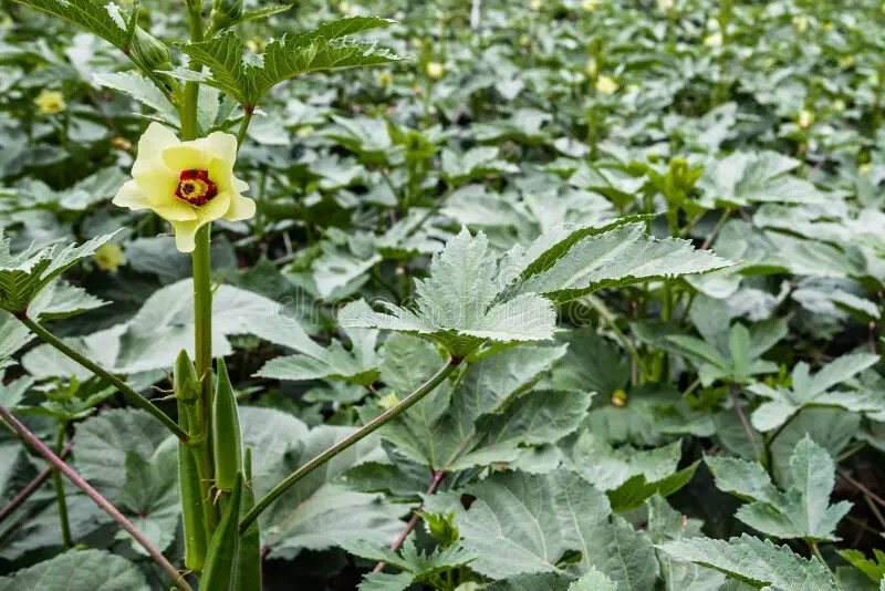 NON-GMO Clemson Spineless 80 Okra seeds Heirloom Open Pollinated Delicious