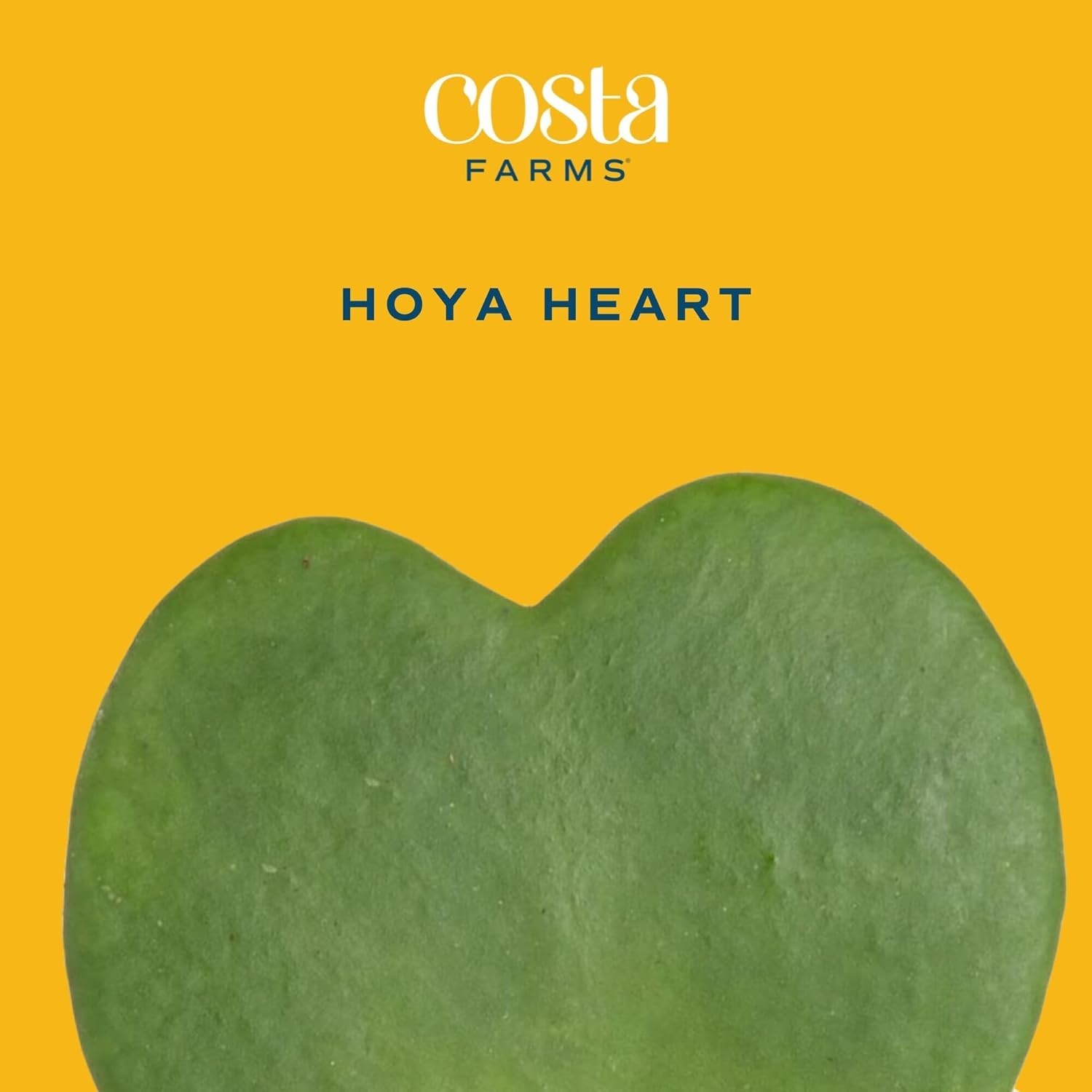 Easy Care Hoya Heart Live Plant in Decorative Pot/-^-~