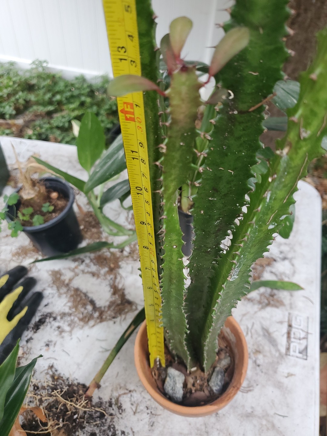 4 pack 12″ – 28″ Tall Red Euphorbia Trigona Red Live Succulent Cactus