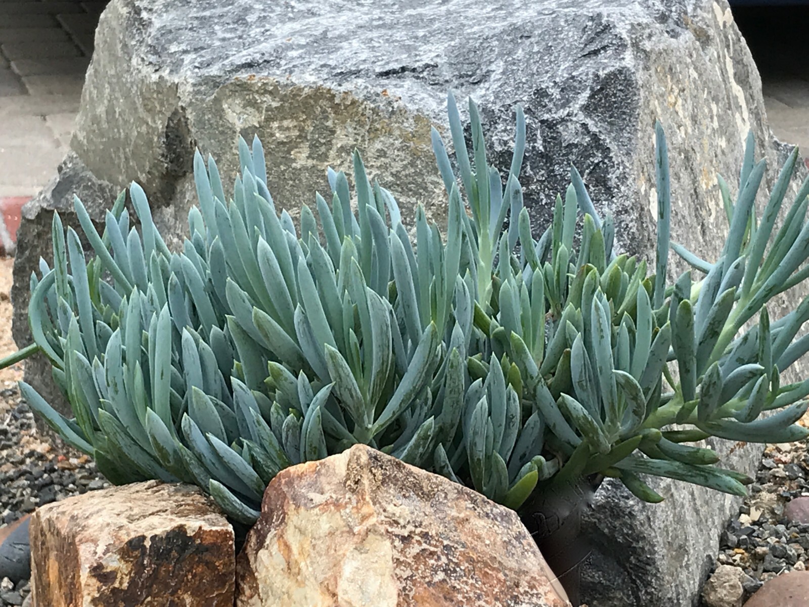 Senecio Mandraliscae Blue Chalk Sticks Live Succulent Plant Cuttings 5″ Length