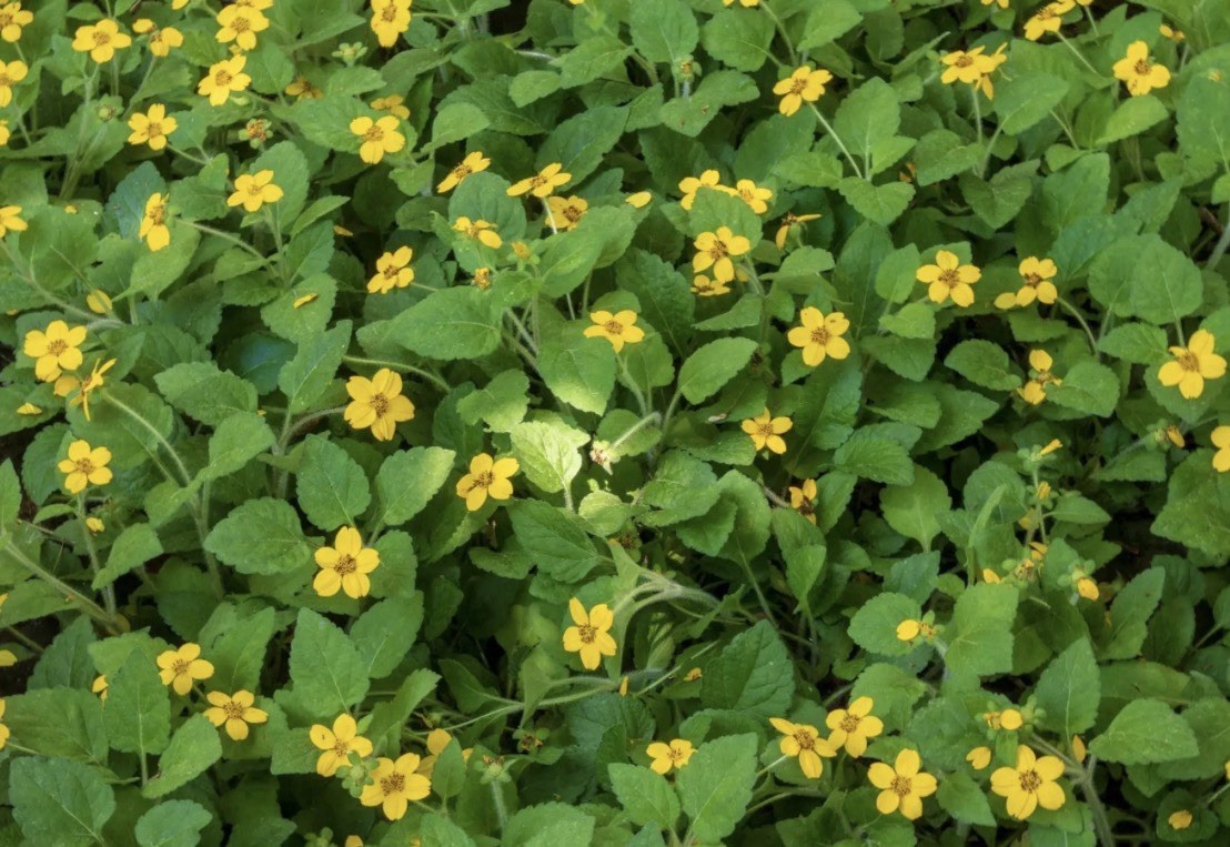 Green and Gold native groundcover (ships bare root)