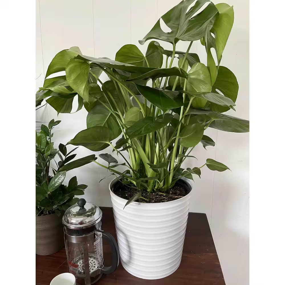 10 In. Philodendron Monstera Plant Grower’S Choice in Deco Pot