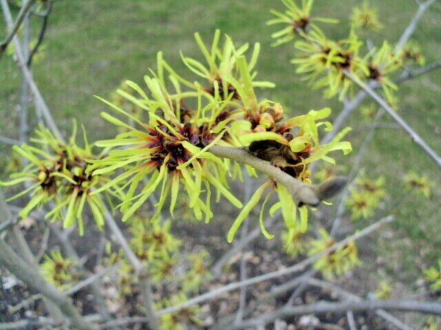 10 CHINESE IMPERALIS WITCH HAZEL SEEDS – Hamamelis mollis ‘Imperialis’