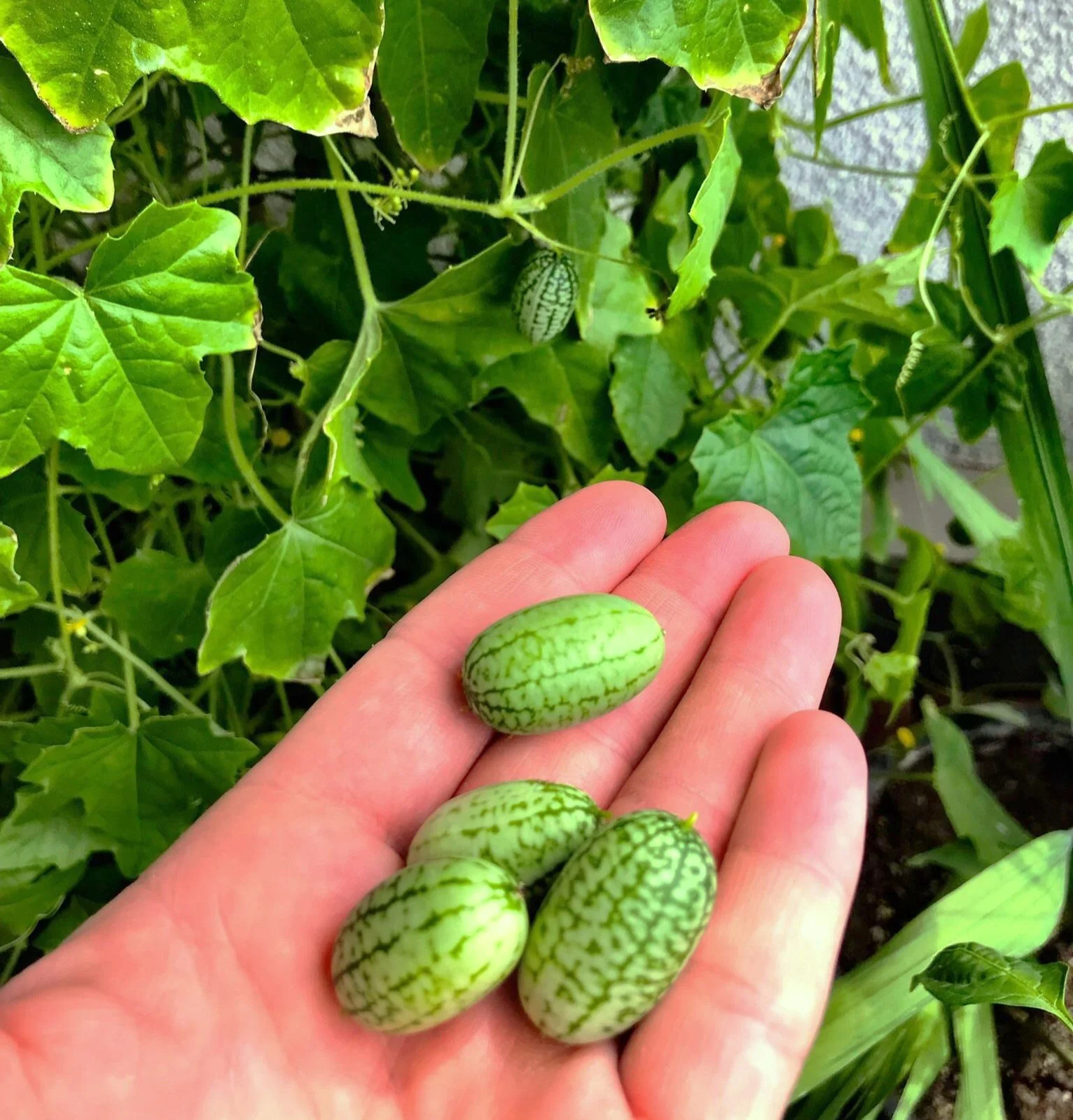 Cucamelon Seeds | Mexican Sour Gherkin Mouse Melon Pepquino Cucumber Seed 2025