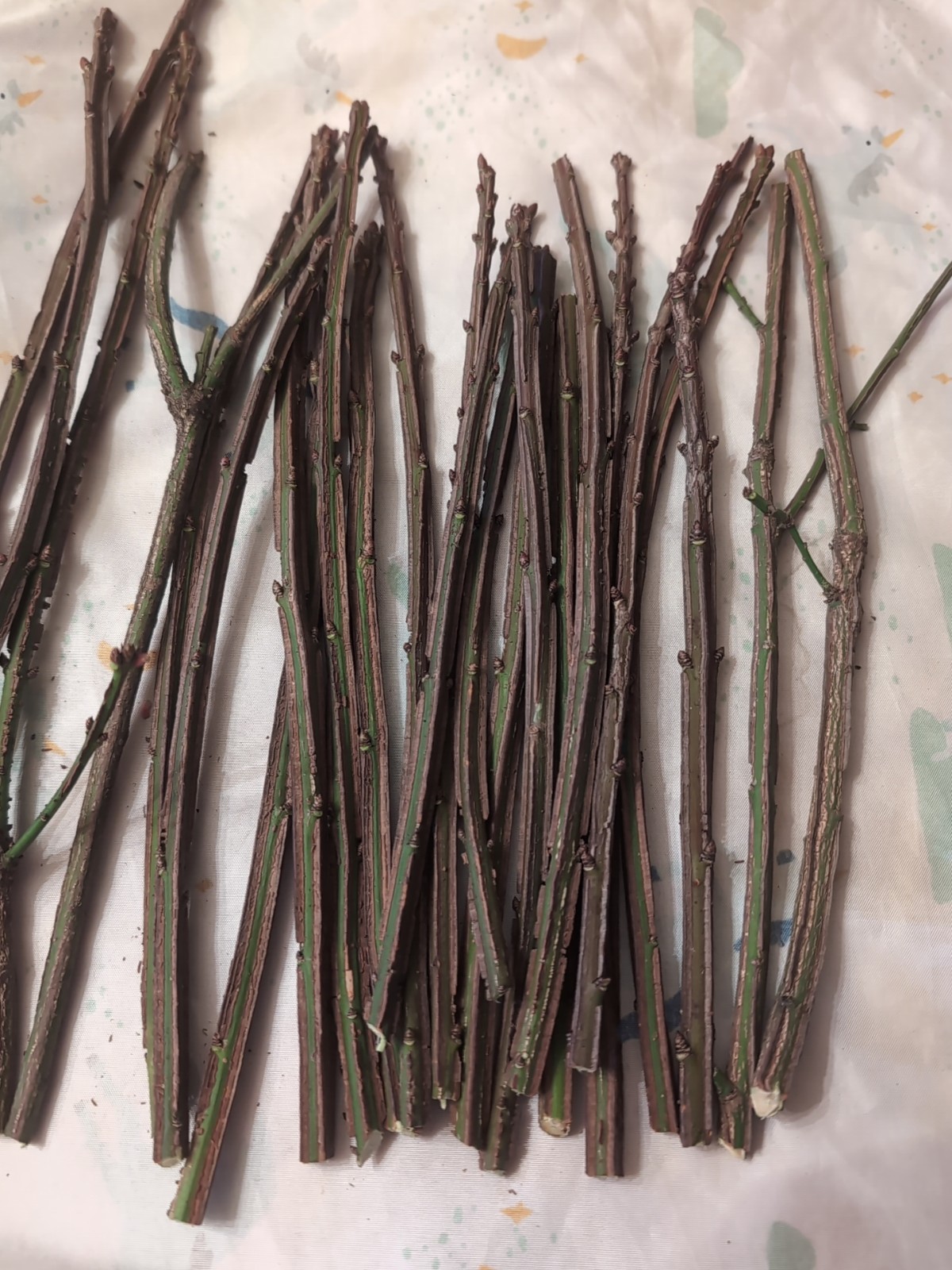 22+Cherry Laurel Fresh unrooted Cuttings Shrubs Hedges Trees Organic grow