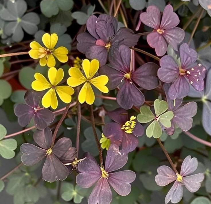 Live Burgundy Yellow Oxalis Plant (Oxalis triangularis), 2–5″ Tall, Ship No Pot