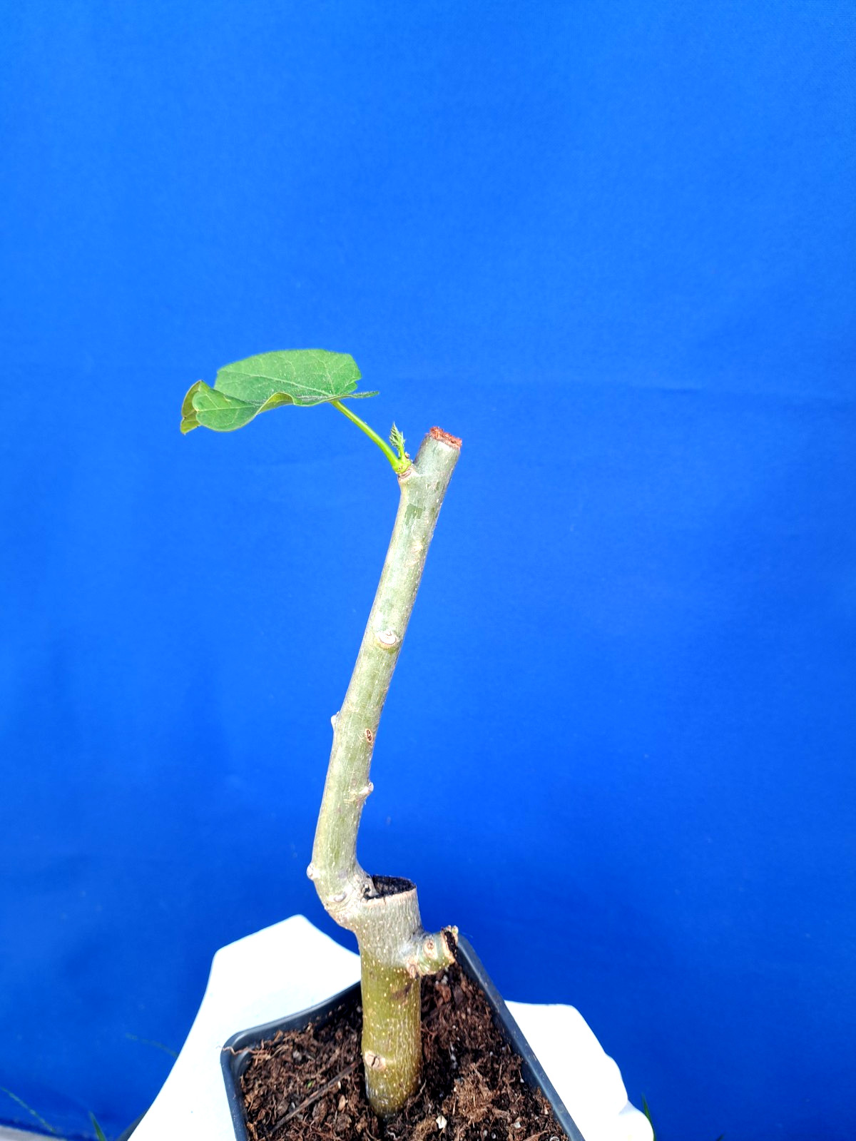 Jatropha Curcas Tree Plant Succulent 10H Herbs Barbados Nut #3