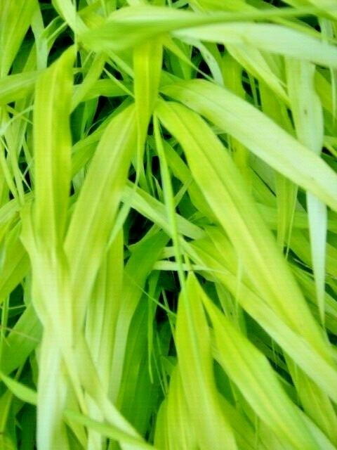 30 ALL GOLD JAPANESE FOREST GRASS SEEDS – Hakonechloa macra ‘ All Gold ‘