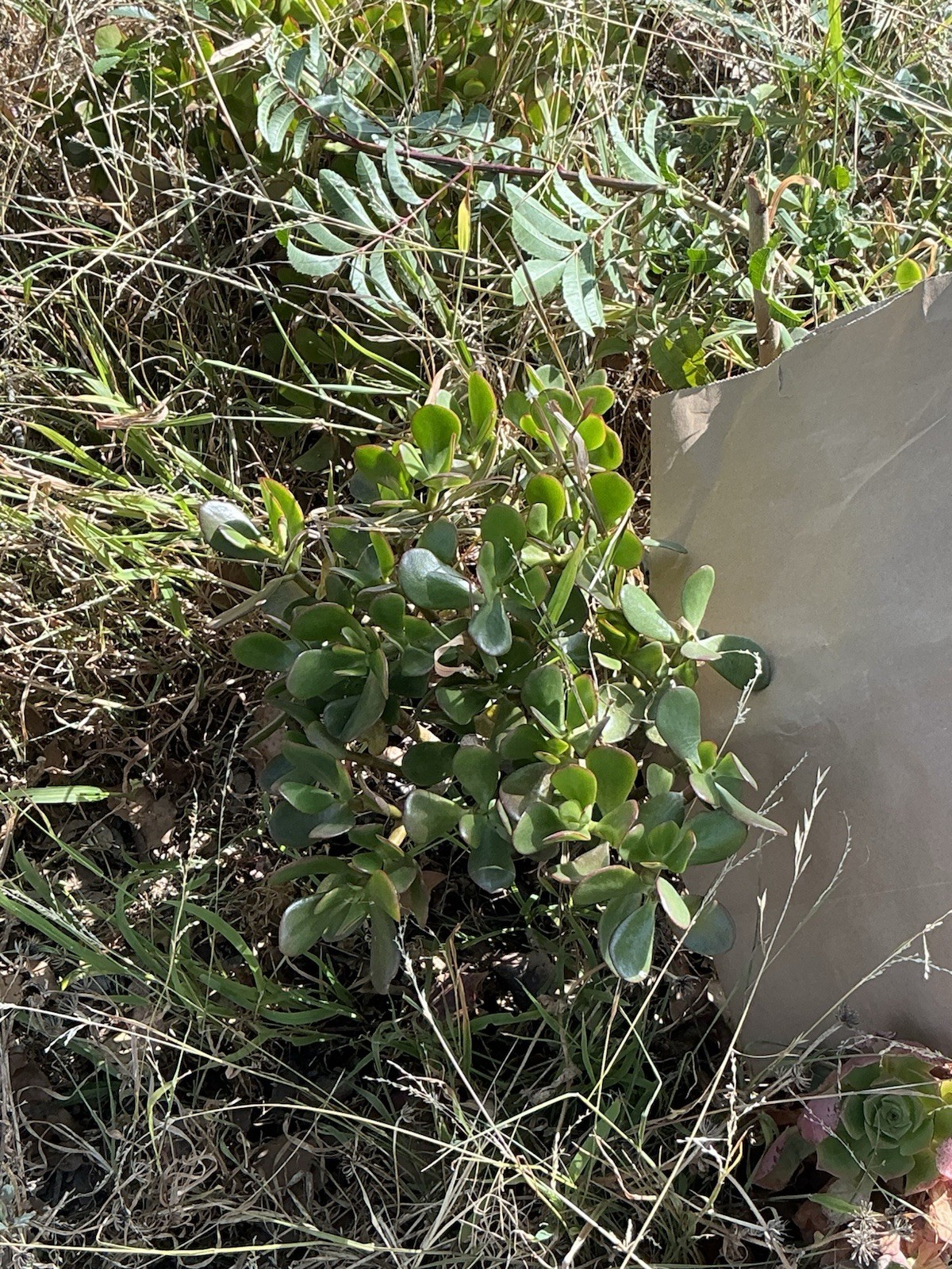 healthy jade plant with roots, Around 16” To 17” tall, rooted