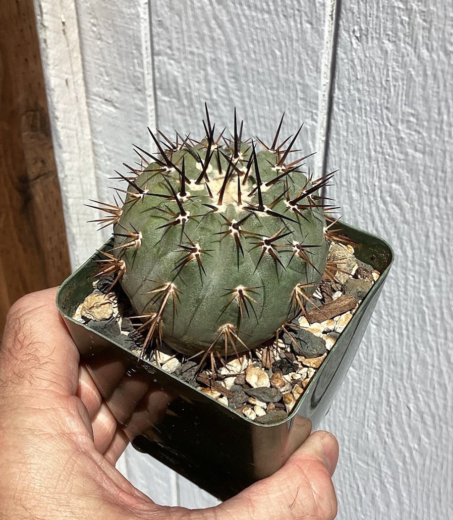 Beautiful Copiapoa Cinerea -Blk Spines- RARE! (Own Roots) -Sold Potted