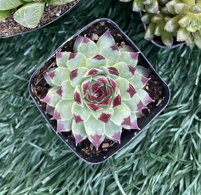 Sempervivum Calcareum Succulent In 2” Pot | Ships Potted