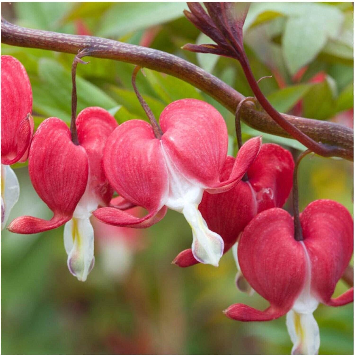 VALENTINE Dicentra / Bleeding Heart (Dormant Bare Root With 2/3 Eyes)