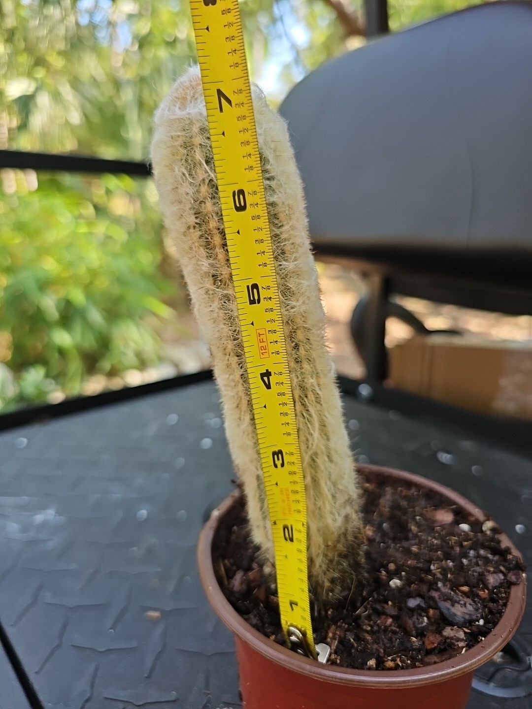 Large Espostoa Melanostele Peruvian Old Man Cotton Cactus Columnar Cactus 7″