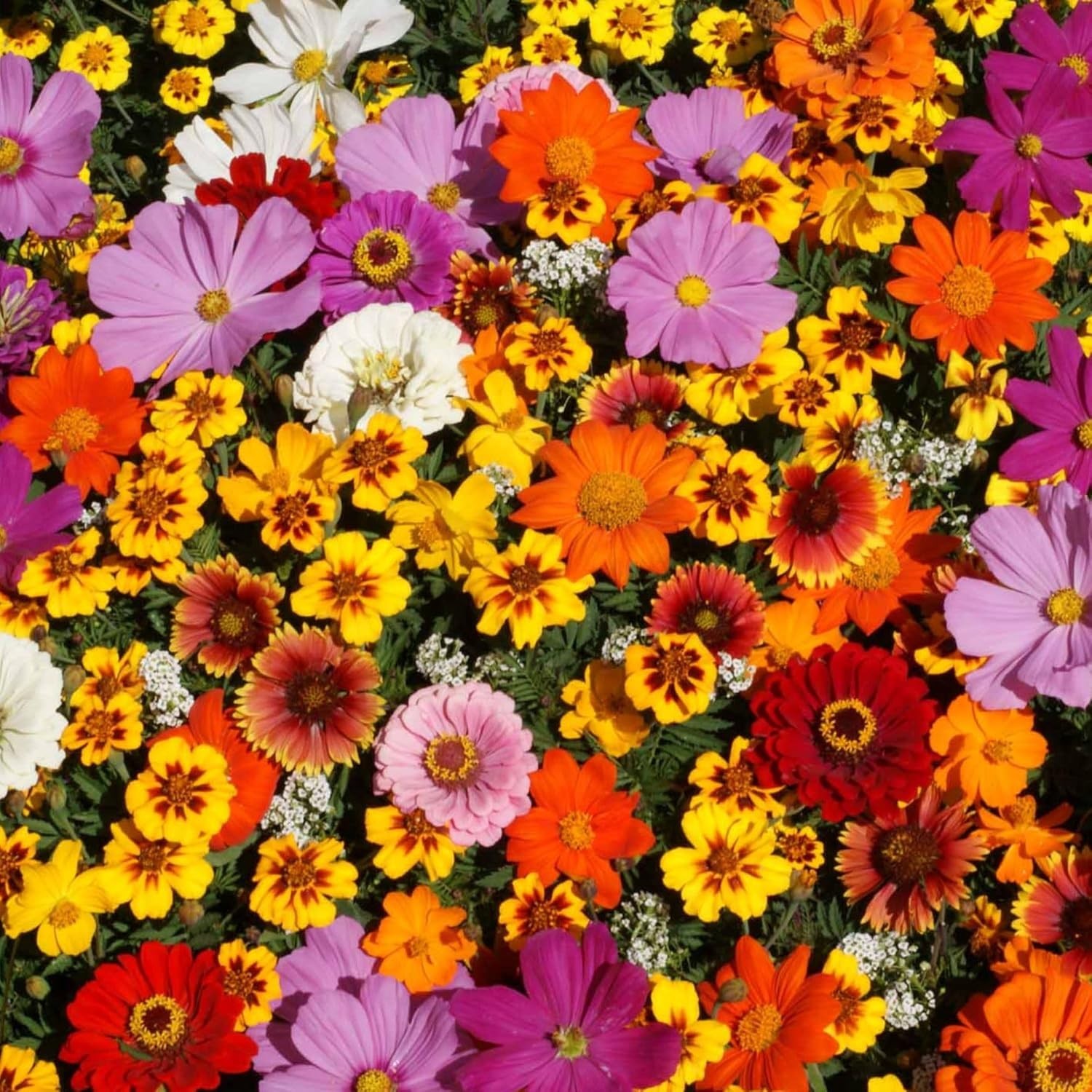 Perennial Wildflower Mix – 100,000+ Non-GMO Seeds for Vibrant Pollinator Gardens