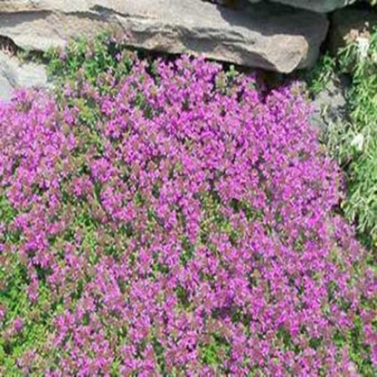 500 CREEPING THYME Seeds Thymus serpyllum Ground Cover FREE SHIPPING