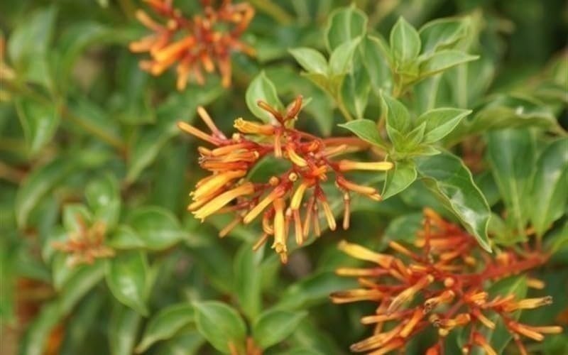 Firebush Dwarf | Quart | Hamelia patens | Low Maintenance | Hardy