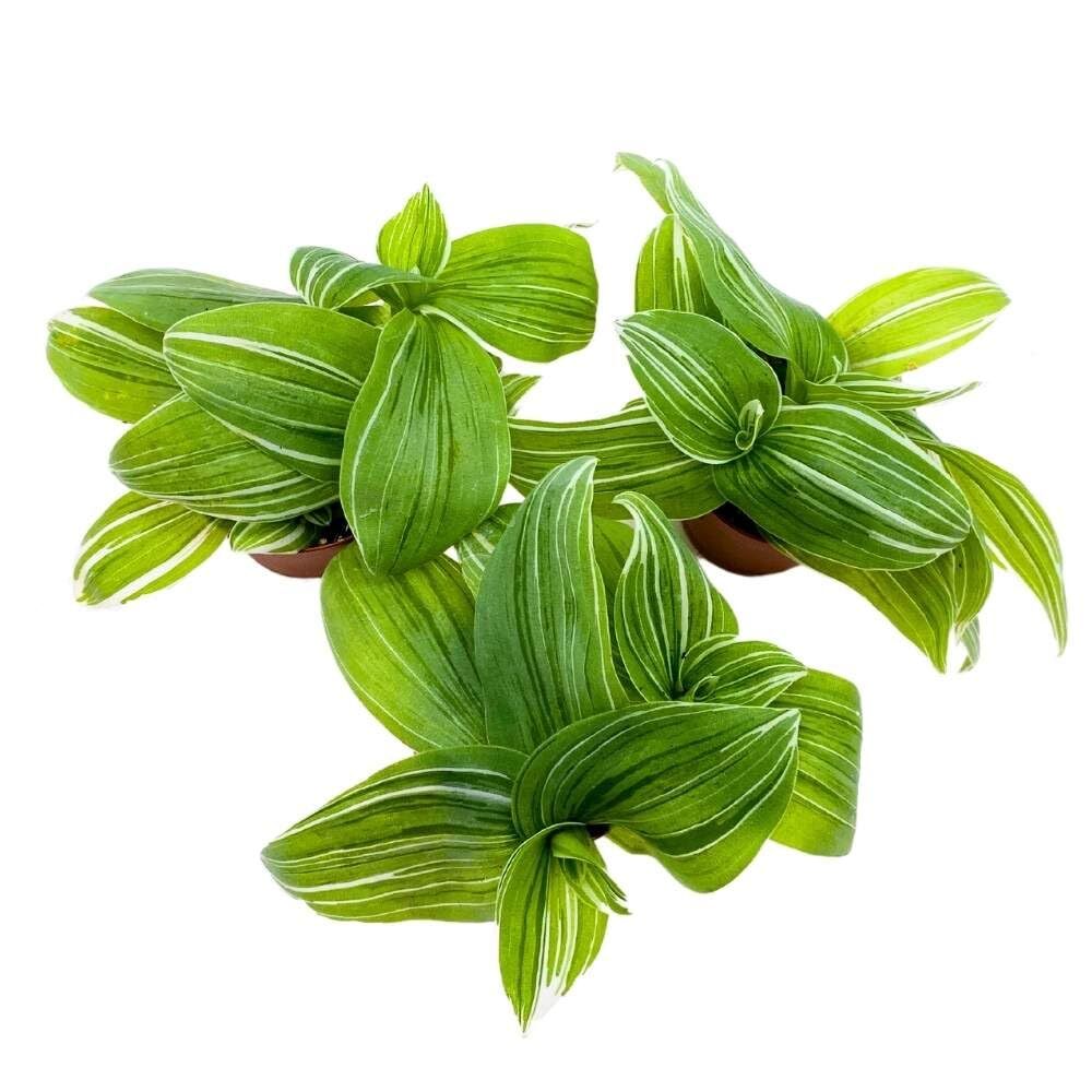 Green and White Wandering Dude 2 inch Set of 3 Tradescantia albiflora albo-vitta