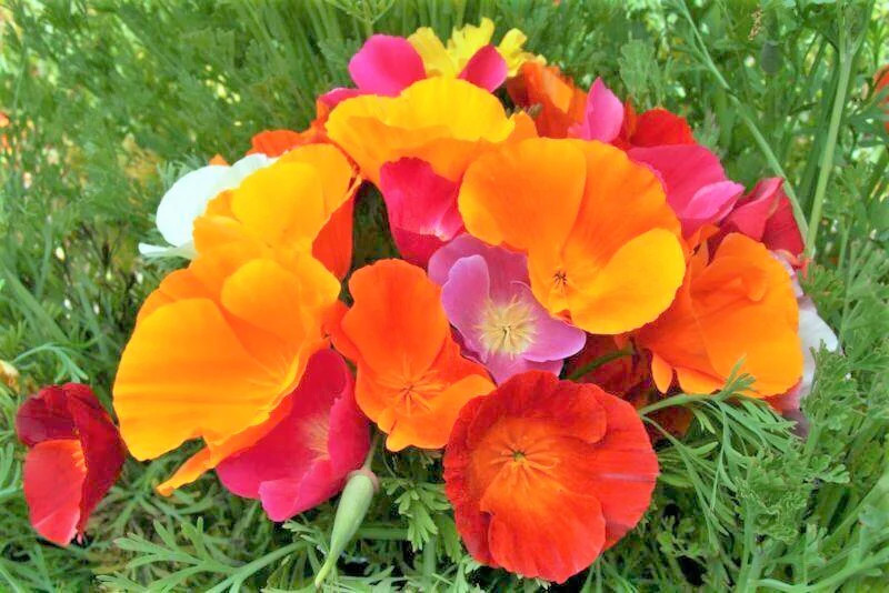 7 Colors Mix California Poppy Seeds | Rainbow Mixed All Formula Flower Seed 2024