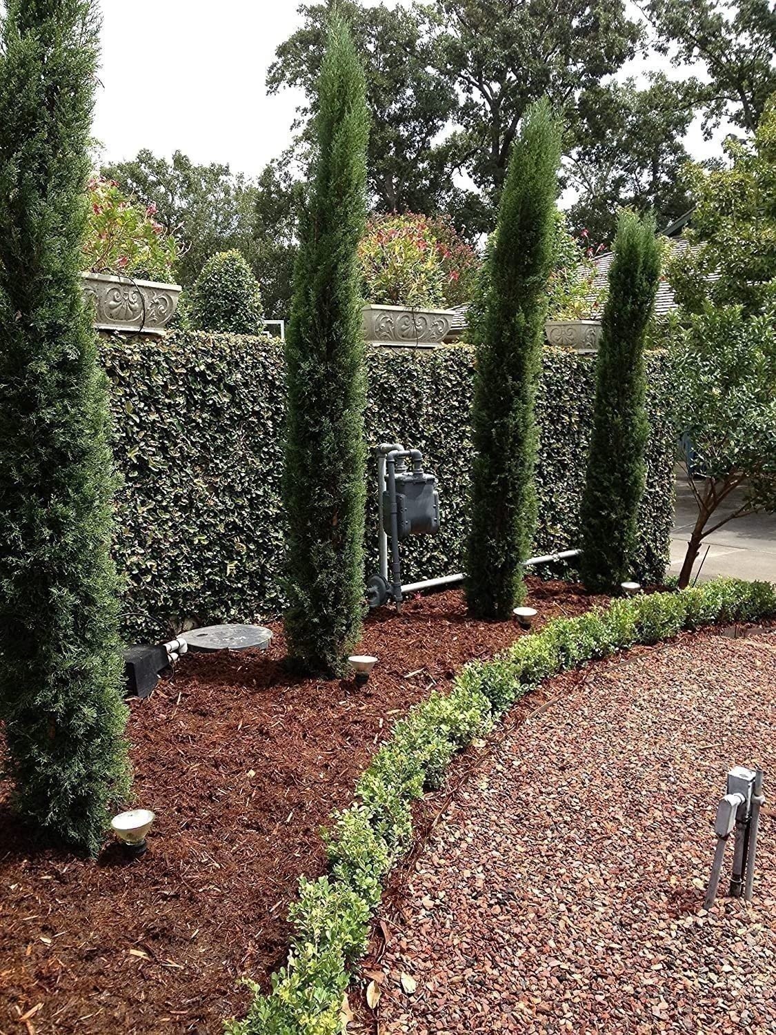 Italian Cypress | 2 Inch | Cupressus sempervirens | Low Maintenance | Hardy