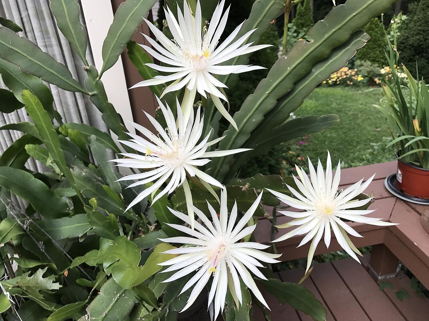 3 Epiphyllum Orchid Cactus Night Blooming Cereus Hookeri Strictum cuttings