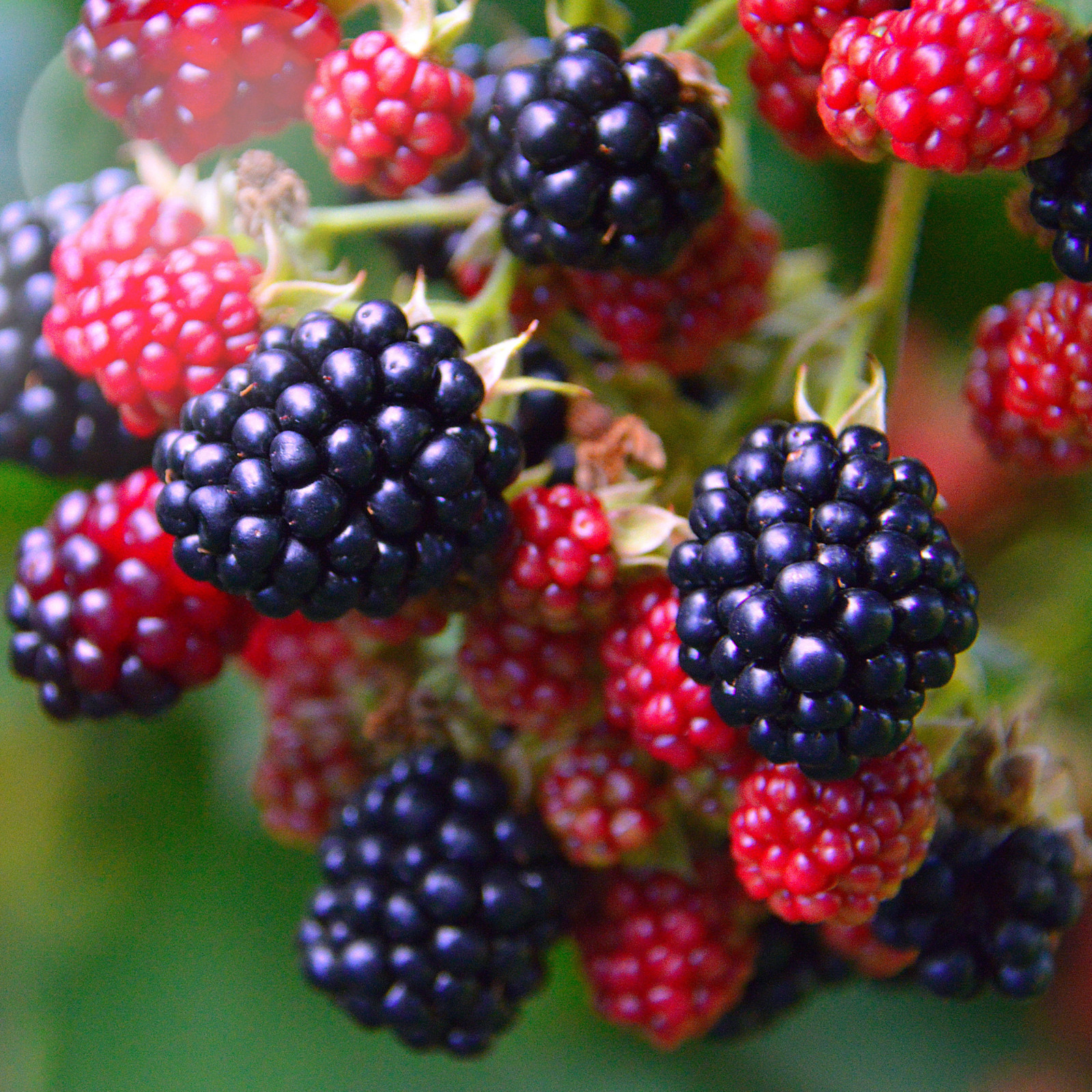 Hand Picked Nursery Natchez Blackberry Plug – Bare Root Plug, 1-Year-Old