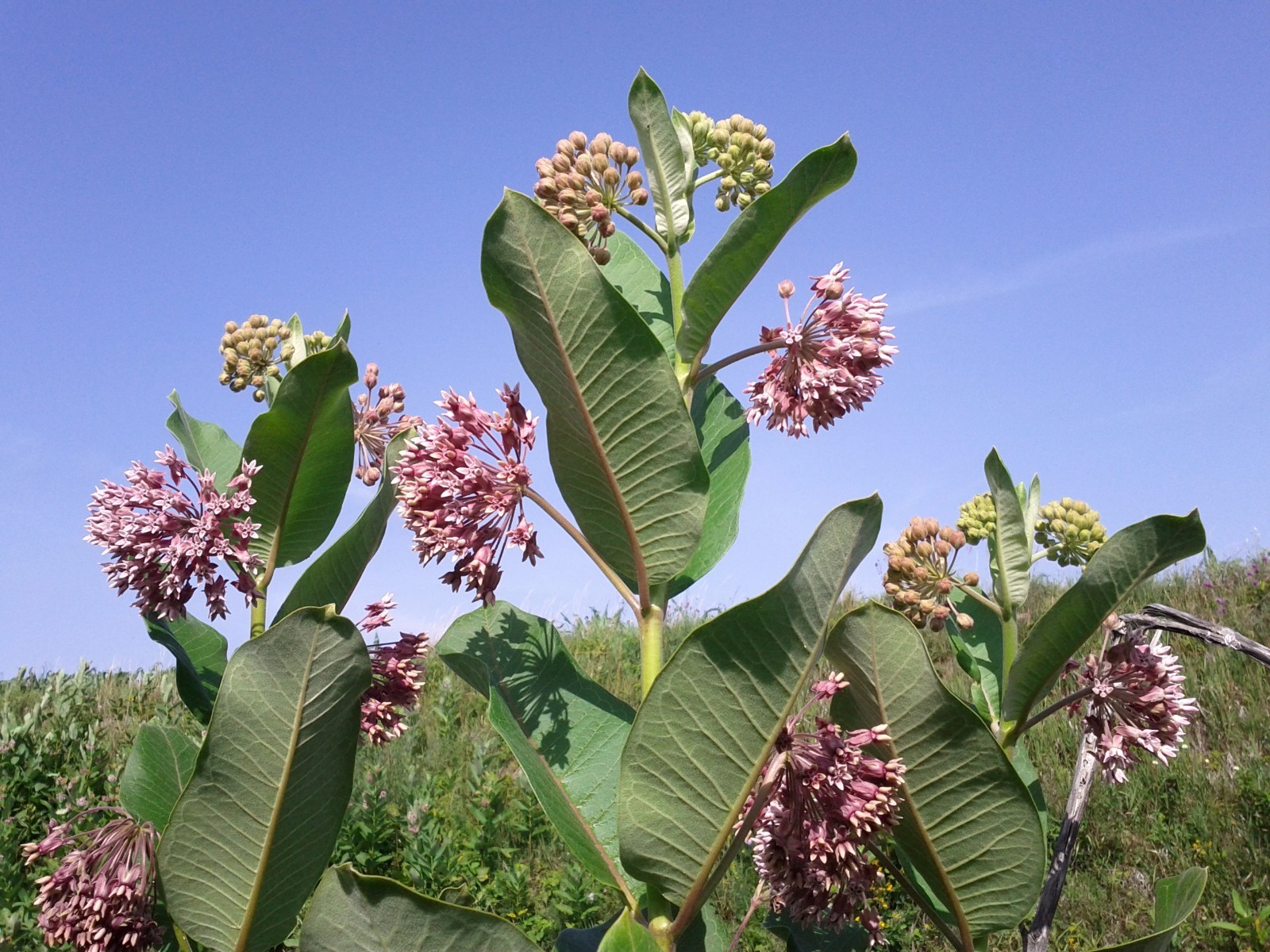 Asclepias syriaca or Virginian Silk (Monarch Host Plants) 40 seeds