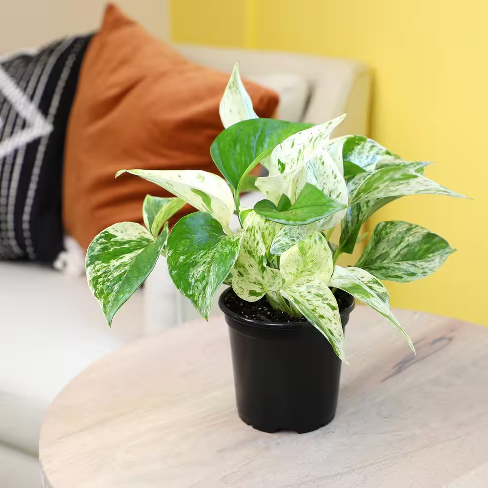 Marble Queen Pothos (Epipremnum Aureum) Indoor Houseplant in 4.25 In. Grower Pot