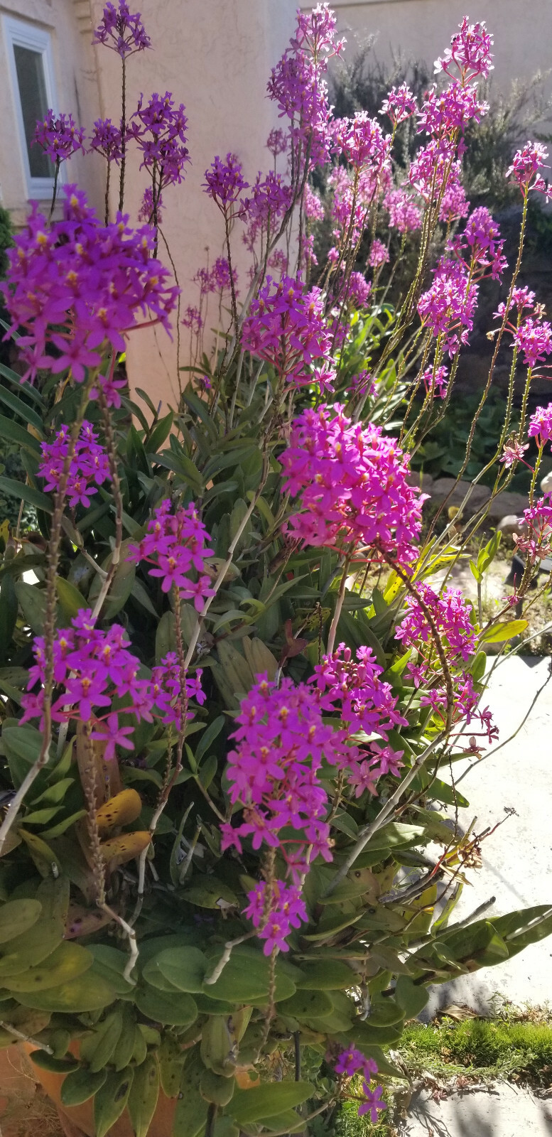 Epidendrum ORCHID 5pcs Rooted Radicans Orange Yellow/Purple cluster Flower