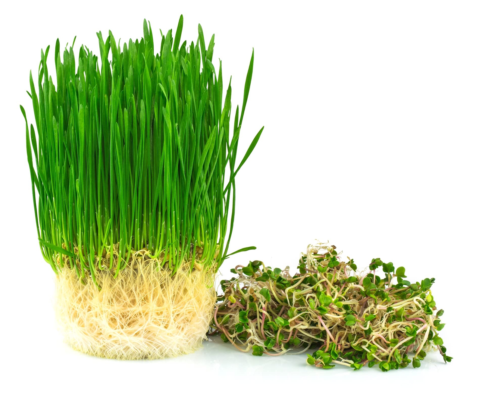 Wheatgrass Seeds; Hard Red Winter Wheat, Non-GMO, Chemical Free, High Germinatio
