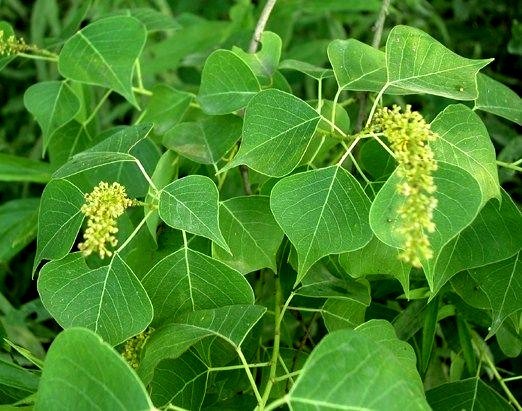LIVE PLANTS CHINESE TALLOW TREE POPCORN CHICKEN FLORIDA ASPEN TRIADICA SEBIFERA