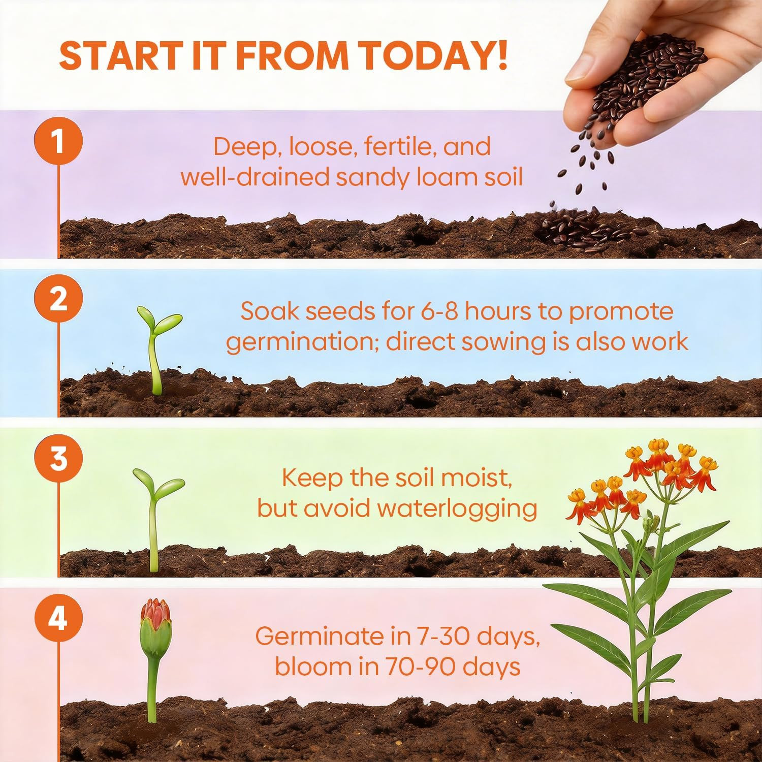 Milkweed Seeds for Planting, Attract Monarch Butterflies & Pollinators, 5 Indivi