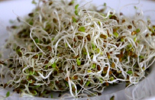 Alfalfa Sprouting Seeds – 30 Grams – Sweet Vitamin Rich