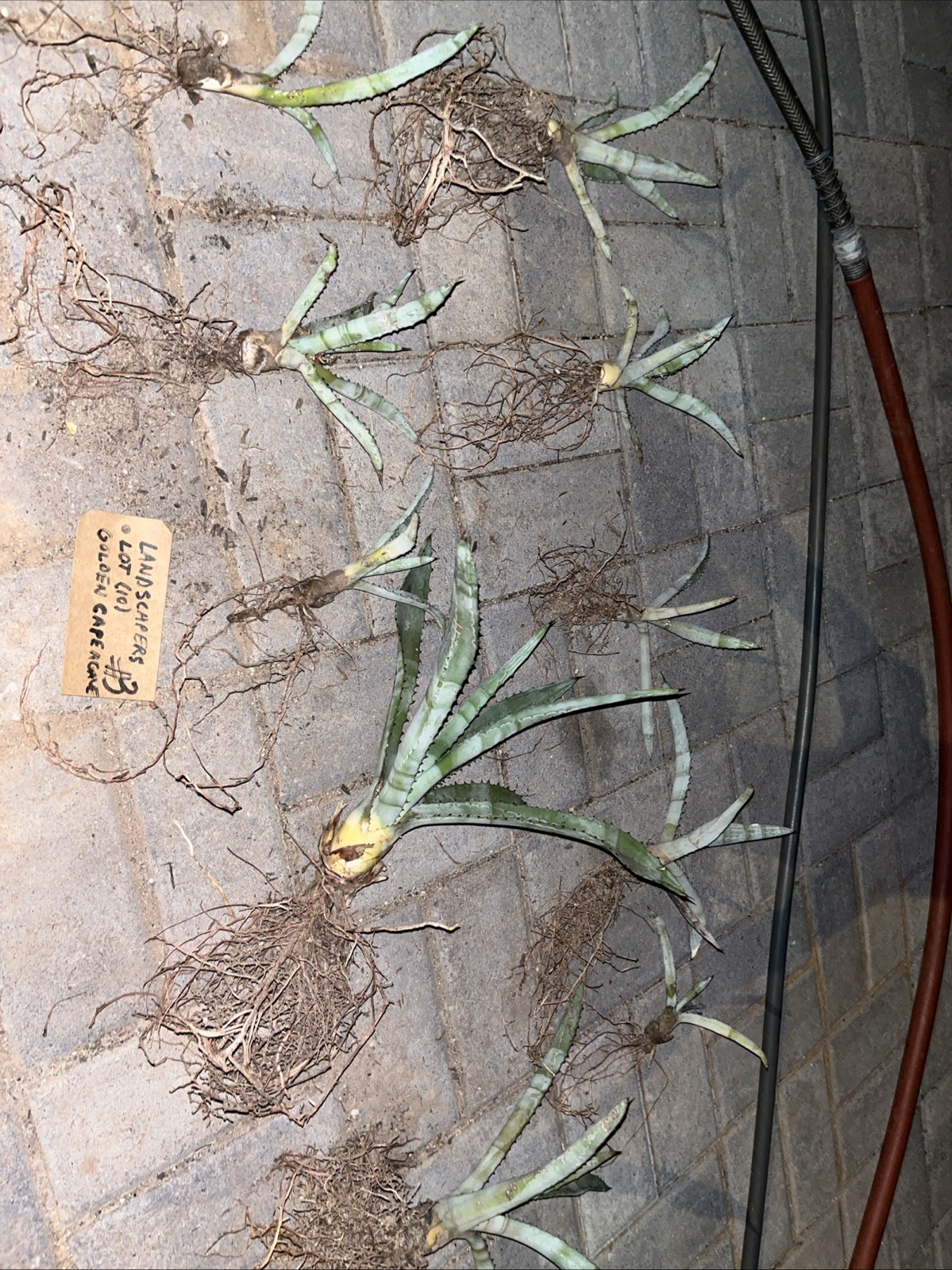 #3 Landscapers Lot (10) Golden Cape Agave Capensis Thick Deal Bulk XL Mid Grade