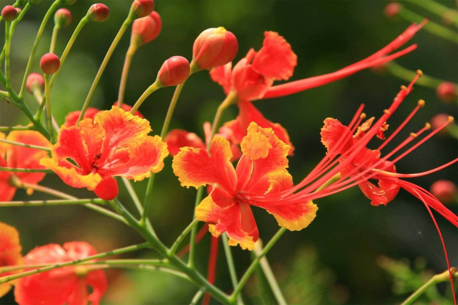 Caesalpinia pulcherrima | Pride-of-Barbados | 10_Seeds