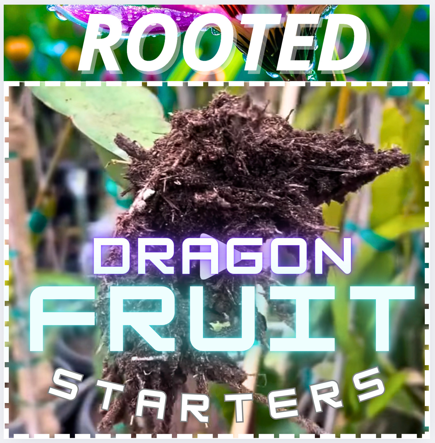 Celeste Dragon Fruit
