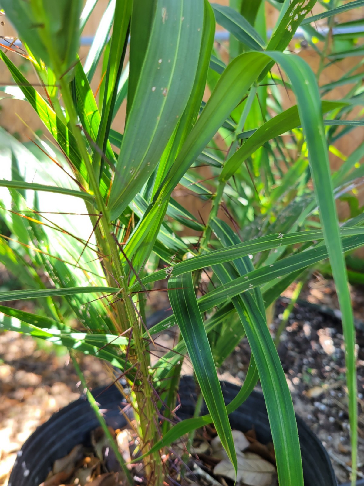 Acrocomia aculeata Palm Tree in 2 Gallon Container