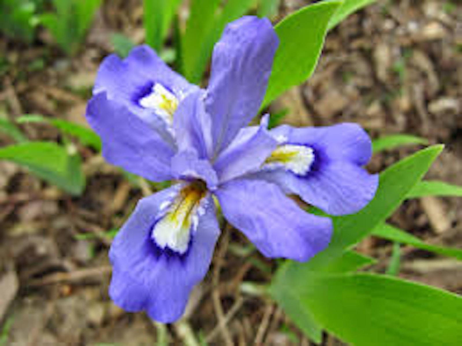 10 Dwarf Crested Iris Bare Root Iris Cristata Wildflower