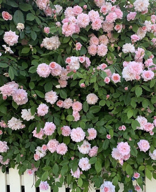 Cecile Brunner Rose Ten Premium unrooted Plant Cuttings USPS Shipping *Fragrant