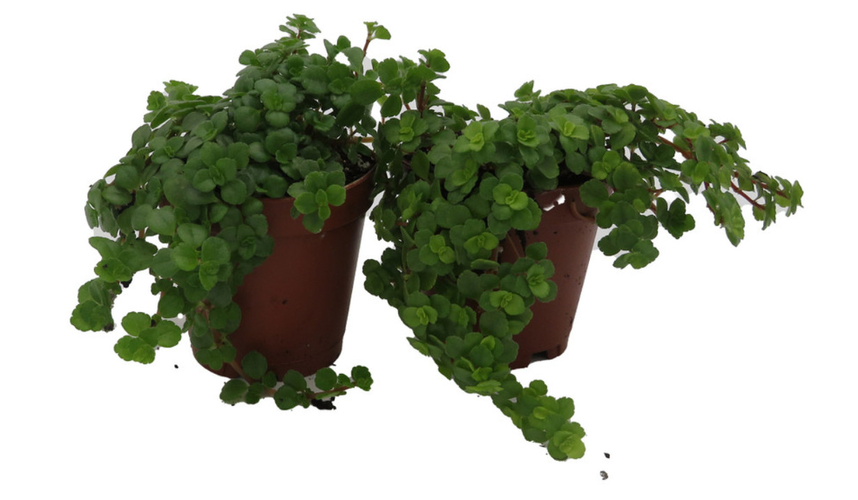 Live Baby Tears Green Leaf Plants – Pilea depressa – 2 Live Plants – 2″ Pots
